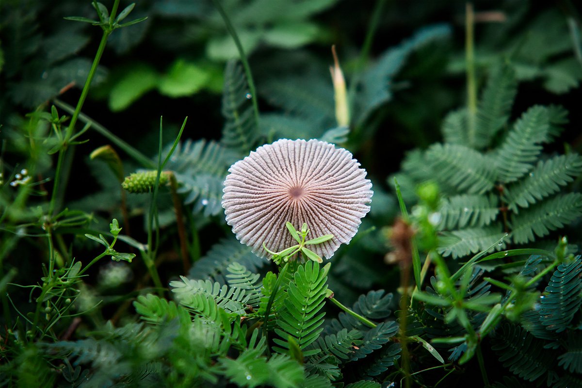 Mushroom