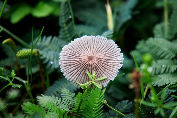 Wild Mushroom