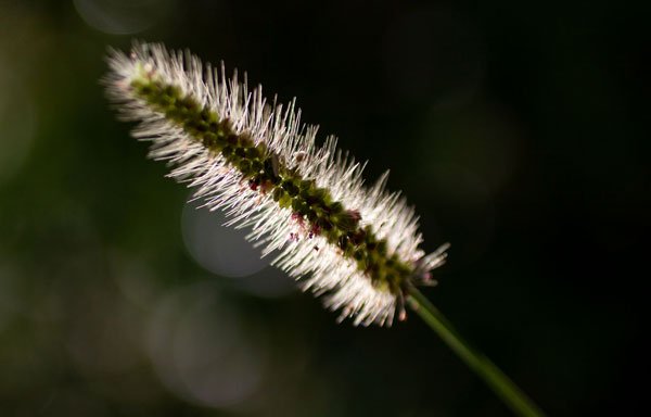 Etherial Weed