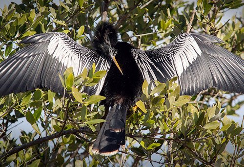 Anhinga Sunning