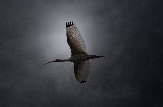 Ibis